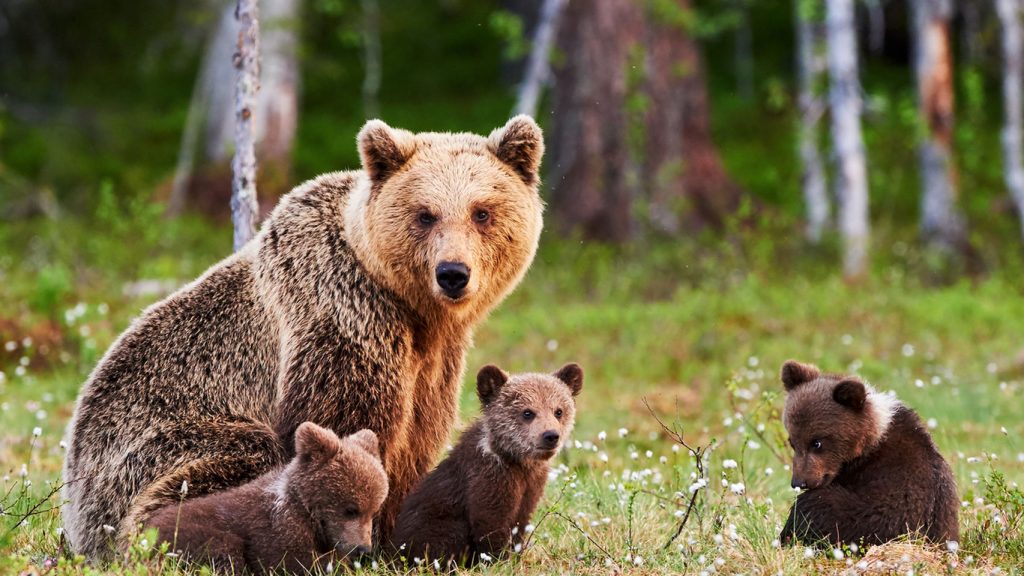 Recycling during Coronavirus bears at Yosemite