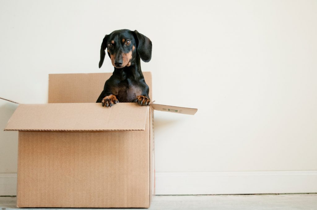 recyclable packaging cardboard box with dog